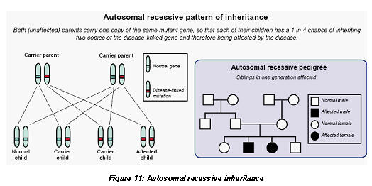 genes genic recessive form diseases